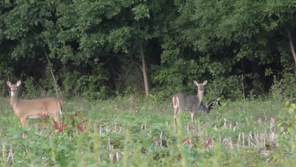 Cerfs Dindes Dans Les Terres Agricoles — Video