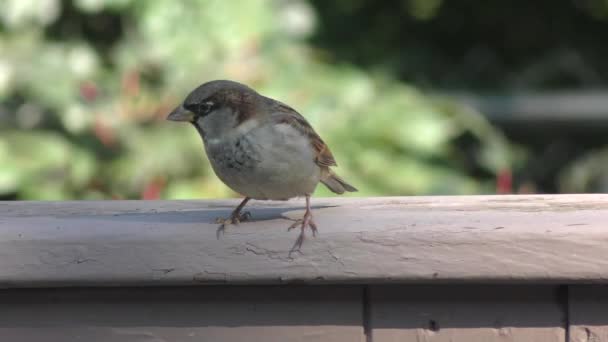 House Sparrow Backyard — Stock Video