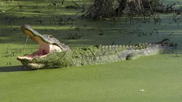 Caimanes Verde Swamp Clip Pack — Vídeos de Stock