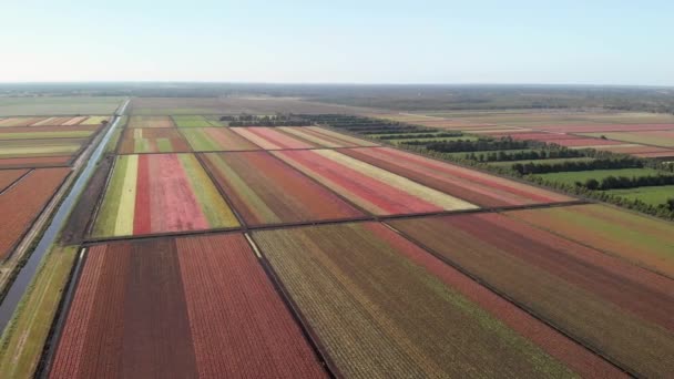 Aerial View Colorful Farm Fields — Stock Video