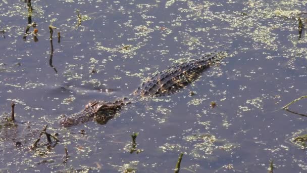 Alligatorer Grönt Träsk Clips Förpackning — Stockvideo