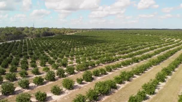 フロリダのオレンジ色の森の空中ビュー — ストック動画