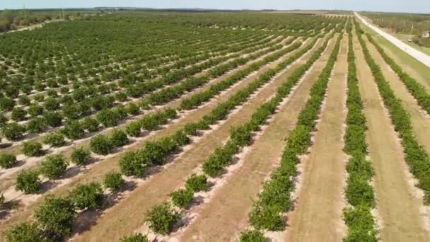 Luchtfoto Van Sinaasappelboomgaard Florida — Stockvideo