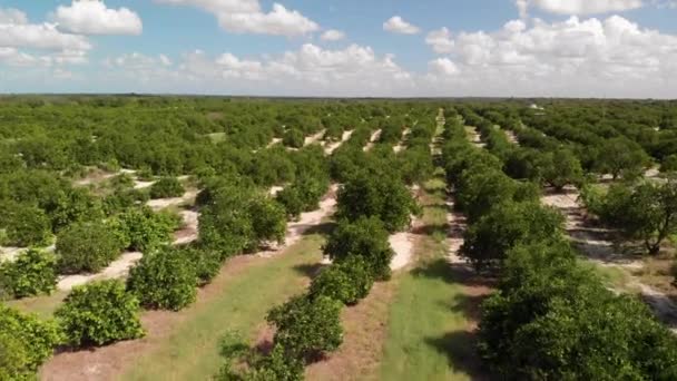 Вид Воздуха Апельсиновую Рощу Флориде — стоковое видео