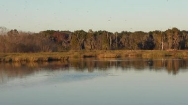 Gün batımında Florida sulak alanları. 5 klip paketi koleksiyonu.