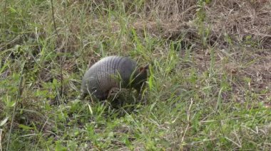 Florida sulak alanlarında armadillolar beslenir. 6 klip koleksiyonu..