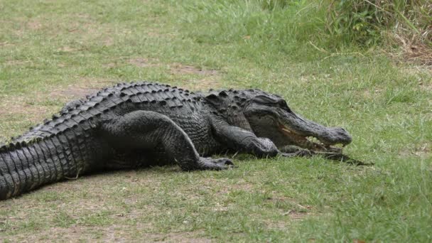 mère alligator protégeant son bébé. Clip pack collection 