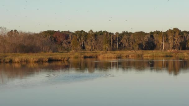 Floride zones humides au coucher du soleil. 5 clips pack collection .