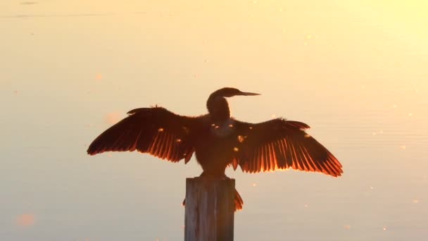 日落时在佛罗里达湿地的Anhinga — 图库视频影像