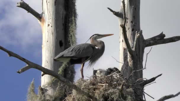 Great Blue Herons Nesting Clip Pack Collection — Stock Video