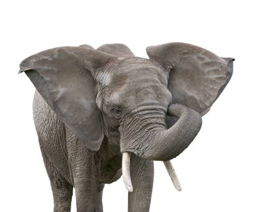 Beyaz arka plan üzerinde izole Afrika fili