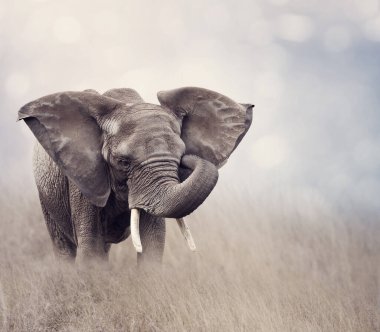 Otlaktaki Afrika Fili