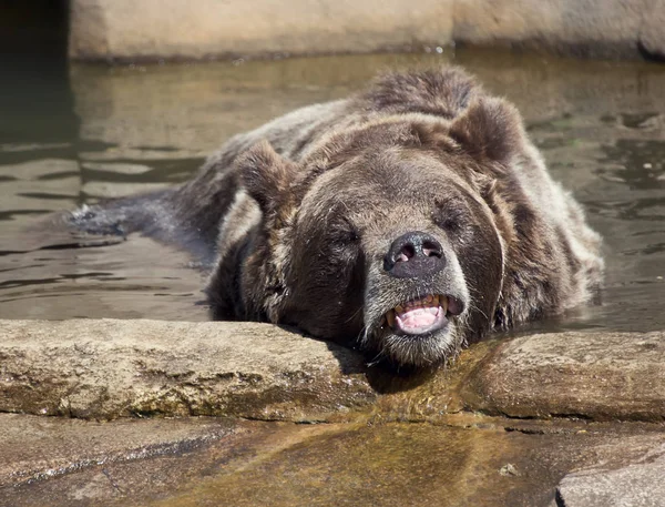 Grote bruine beer in een dierentuin — Stockfoto