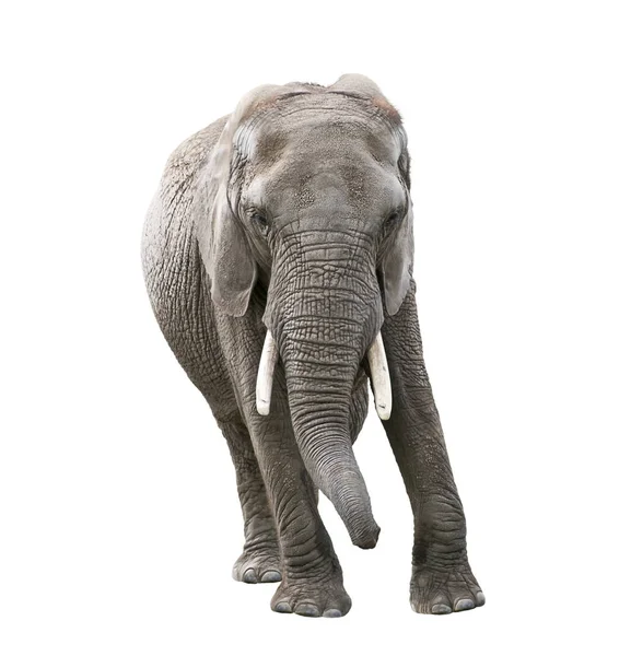 Afrikai elefánt, fehér háttér — Stock Fotó