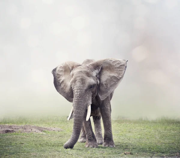 Słoń afrykański w użytków zielonych — Zdjęcie stockowe