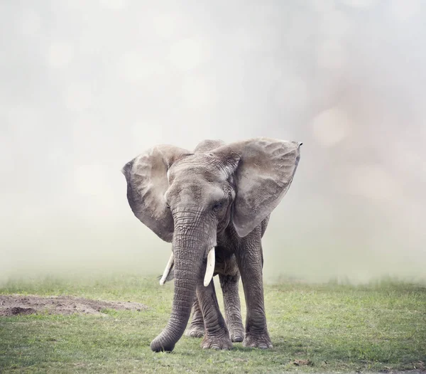 Afrikaanse olifant in het grasland — Stockfoto