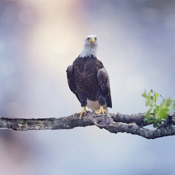 나무 위에 앉아 있는 대머리 독수리 — 스톡 사진