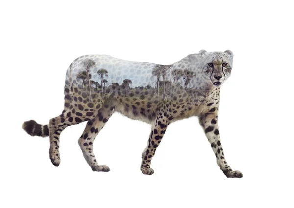 Dubbele blootstelling aan wandelende cheeta — Stockfoto