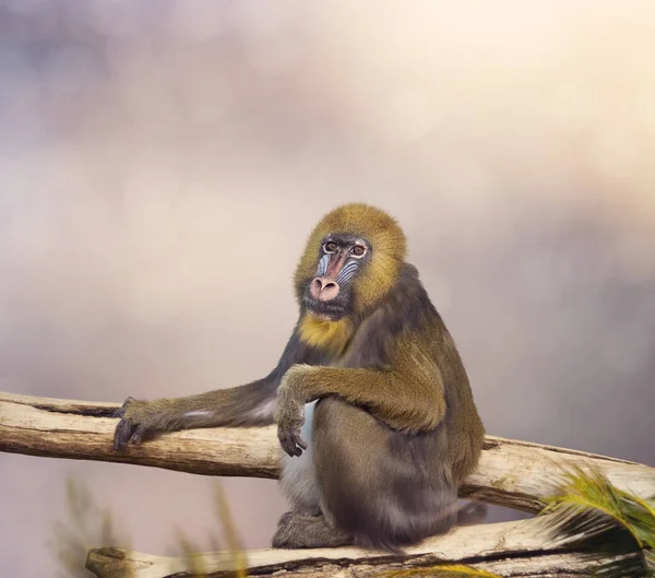 Retrato de macaco-mandril — Fotografia de Stock