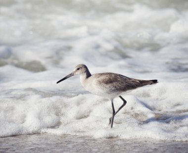 Willet. Shore Bird su kenarında yürüyor.