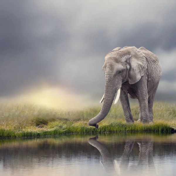 Elefant african lângă apă la apusul soarelui — Fotografie, imagine de stoc