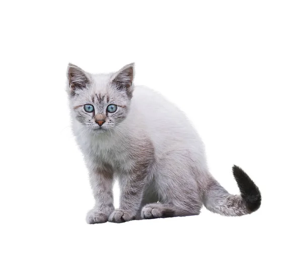 White And Brown Kitten on white background — Stock Photo, Image