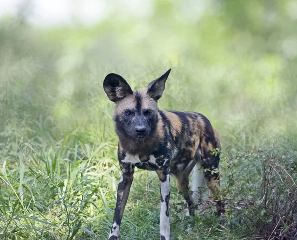 Cane selvatico africano — Foto Stock