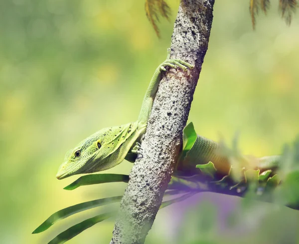 Emerald träd bildskärm ödla — Stockfoto