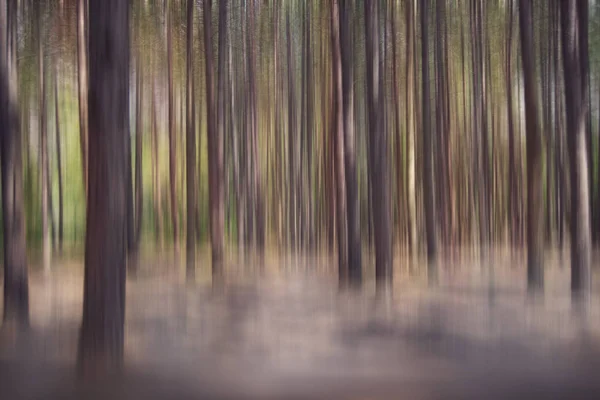 Pine Forest abstrakcyjne tło — Zdjęcie stockowe