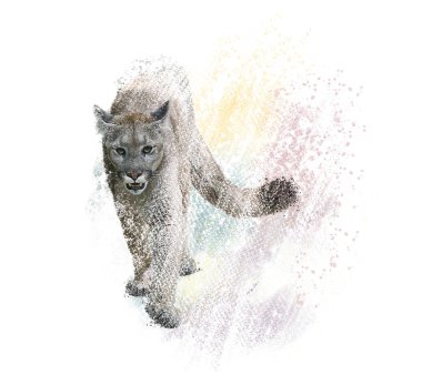 American cougar or puma digital painting clipart