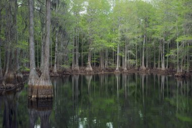 Florida bataklığında selvi ağaçları