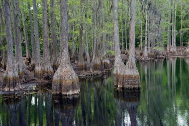 Florida bataklığında selvi ağaçları