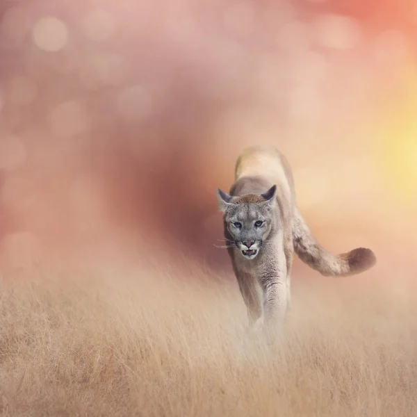American cougar or puma in grassland — Stock Photo, Image