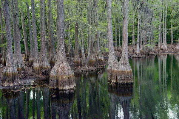 Cypressen in Florida moeras — Stockfoto