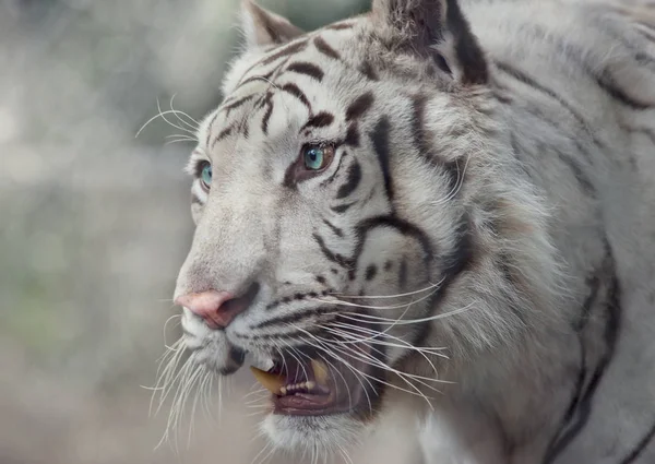 Fehér tigris portré — Stock Fotó