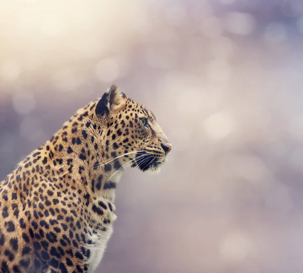 Leopardo de perto — Fotografia de Stock