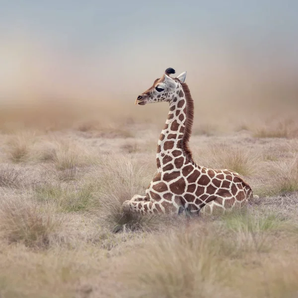 Молодой жираф отдыхает — стоковое фото
