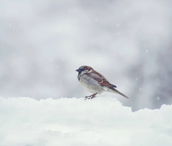 Sperling auf Schnee im Winter — Stockfoto