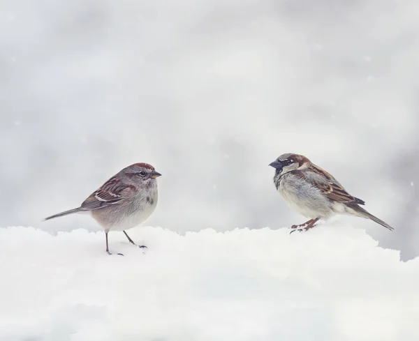 Zwei Spatzen auf Schnee im Winter — Stockfoto