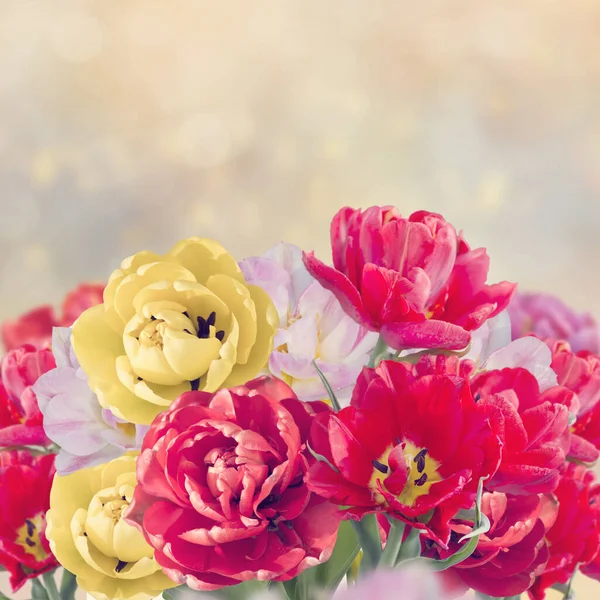 Bunte Tulpenblüten — Stockfoto