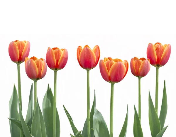 Fleurs de tulipes dans une rangée isolée sur fond blanc — Photo