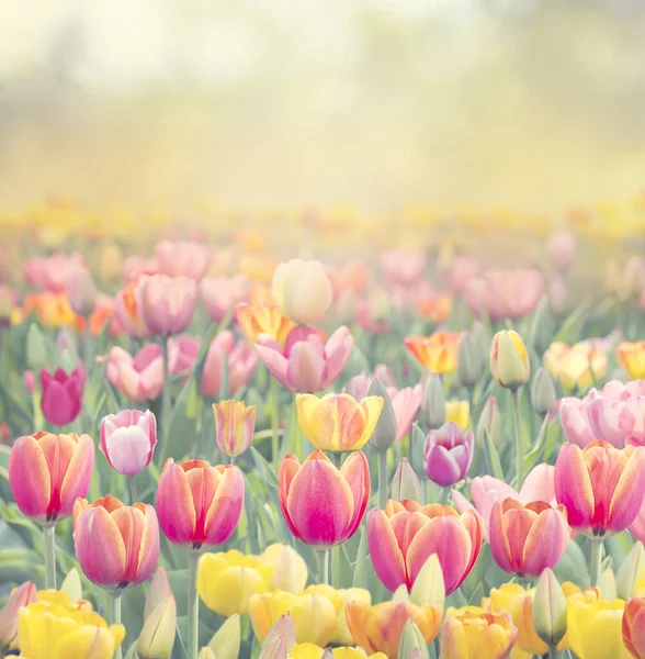 Barevný Tulipán pole — Stock fotografie