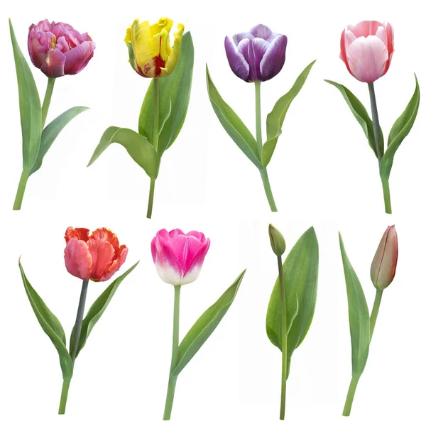 Bunte Tulpen Blumen isoliert auf weißem Hintergrund — Stockfoto