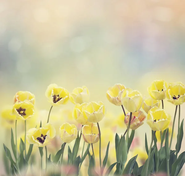Žluté tulipány kvetoucí — Stock fotografie