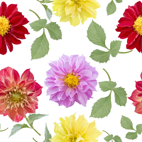 Seamless pattern of dahlia flowers on white — 스톡 사진