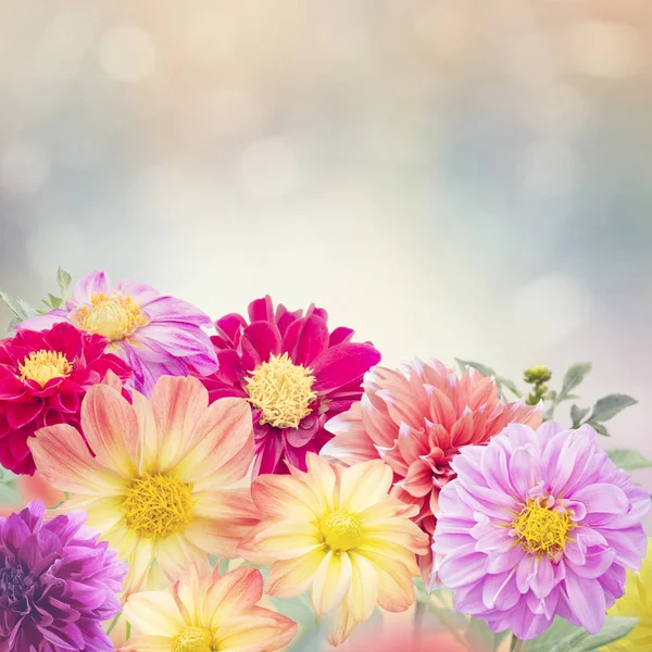 Dalia kwitną kwiaty w ogrodzie — Zdjęcie stockowe