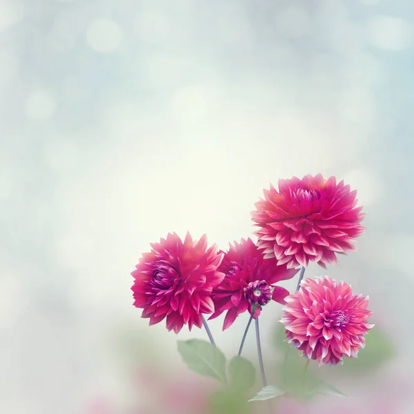 Flores de Dahlia florecen en el jardín — Foto de Stock