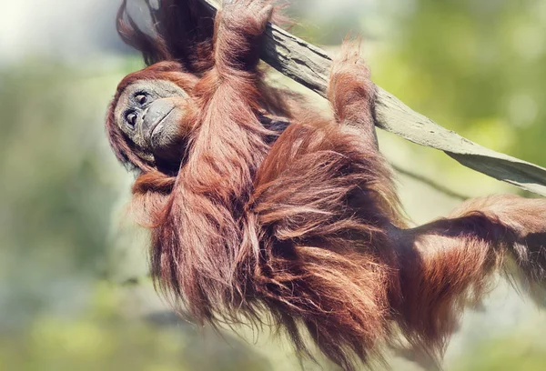 Orangutan ağaç üzerinde. — Stok fotoğraf