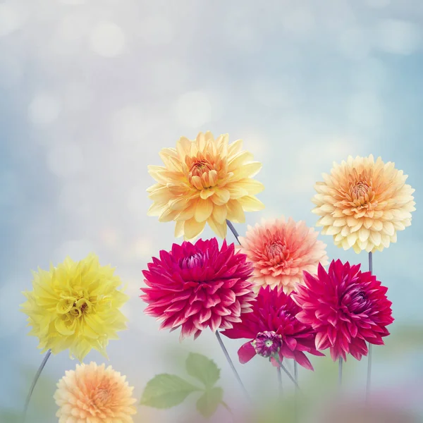 Flores da Dália florescem no jardim — Fotografia de Stock