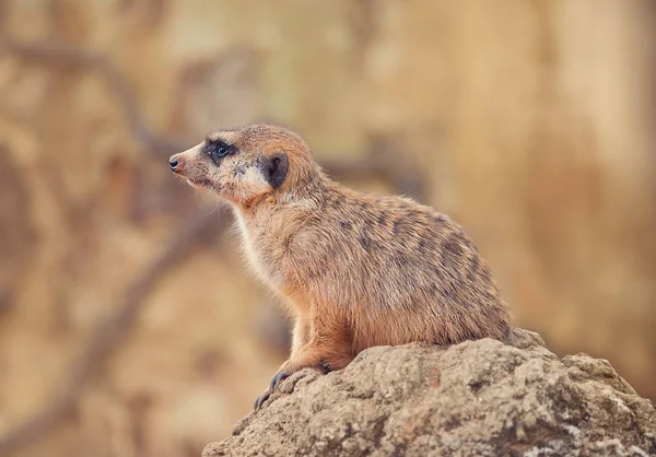 Meerkat在岩石上 — 图库照片